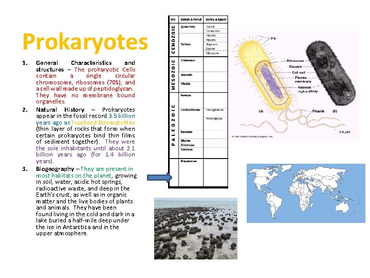 Prokaryotes 1. 2. 3. General Characteristics and structures – The prokaryotic Cells contain a