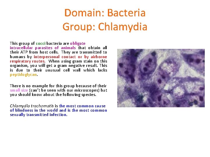 Domain: Bacteria Group: Chlamydia This group of cocci bacteria are obligate intracellular parasites of