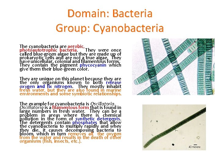 Domain: Bacteria Group: Cyanobacteria The cyanobacteria are aerobic, photoautotrophic bacteria. They were once called