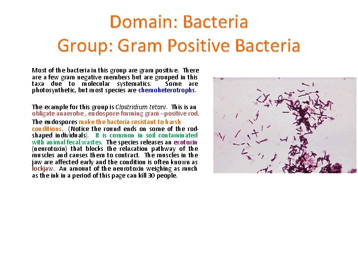 Domain: Bacteria Group: Gram Positive Bacteria Most of the bacteria in this group are