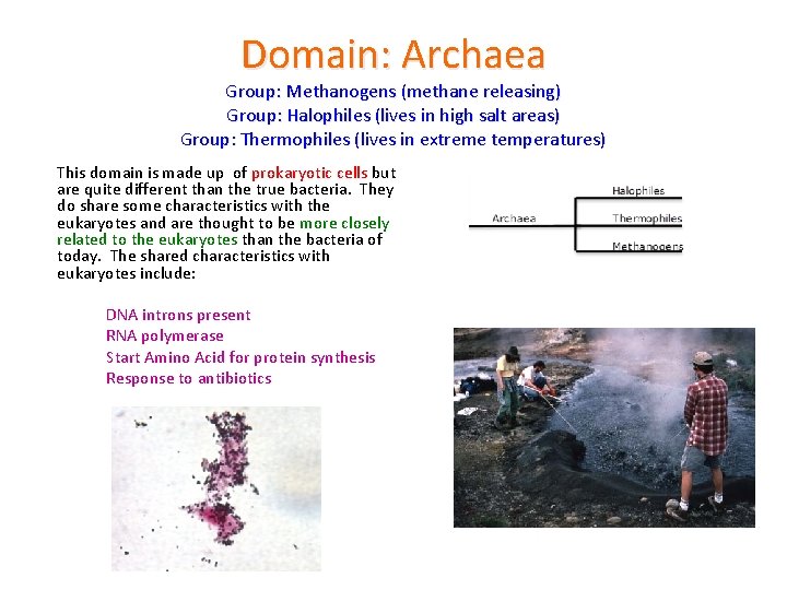 Domain: Archaea Group: Methanogens (methane releasing) Group: Halophiles (lives in high salt areas) Group: