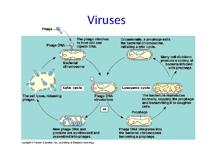 Viruses 