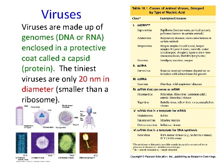 Viruses are made up of genomes (DNA or RNA) enclosed in a protective coat