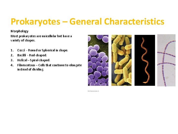 Prokaryotes – General Characteristics Morphology Most prokaryotes are unicellular but have a variety of