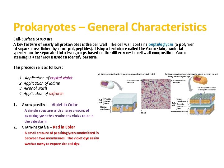 Prokaryotes – General Characteristics Cell-Surface Structure A key feature of nearly all prokaryotes is