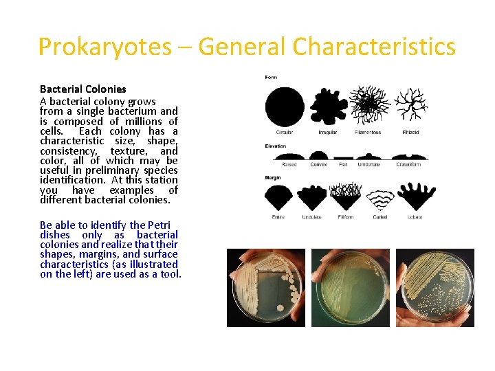 Prokaryotes – General Characteristics Bacterial Colonies A bacterial colony grows from a single bacterium