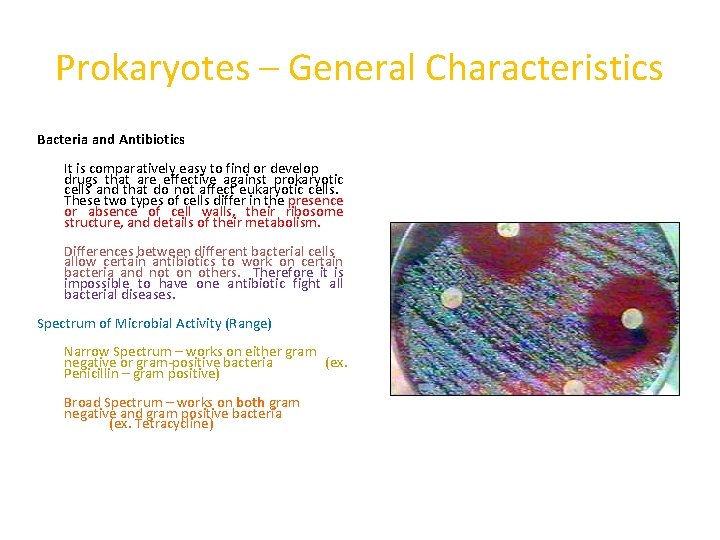 Prokaryotes – General Characteristics Bacteria and Antibiotics It is comparatively easy to find or