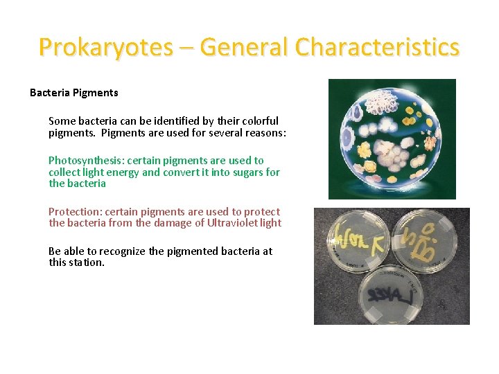 Prokaryotes – General Characteristics Bacteria Pigments Some bacteria can be identified by their colorful