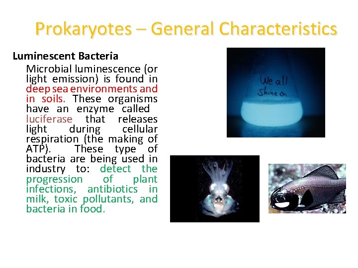Prokaryotes – General Characteristics Luminescent Bacteria Microbial luminescence (or light emission) is found in