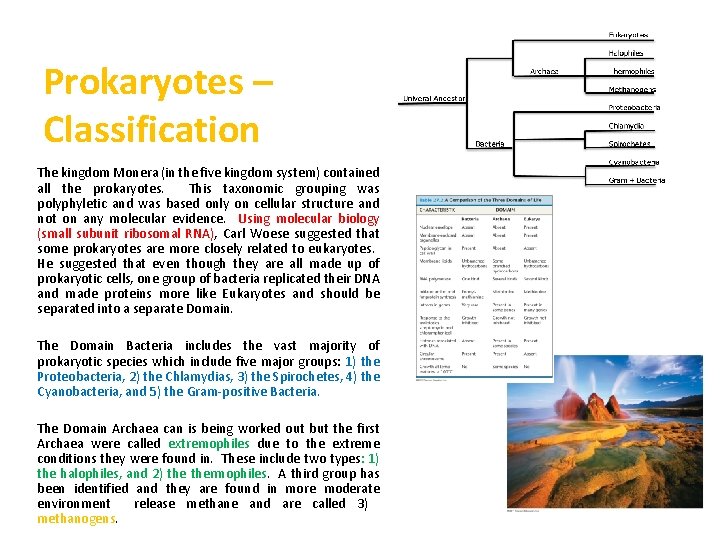 Prokaryotes – Classification The kingdom Monera (in the five kingdom system) contained all the