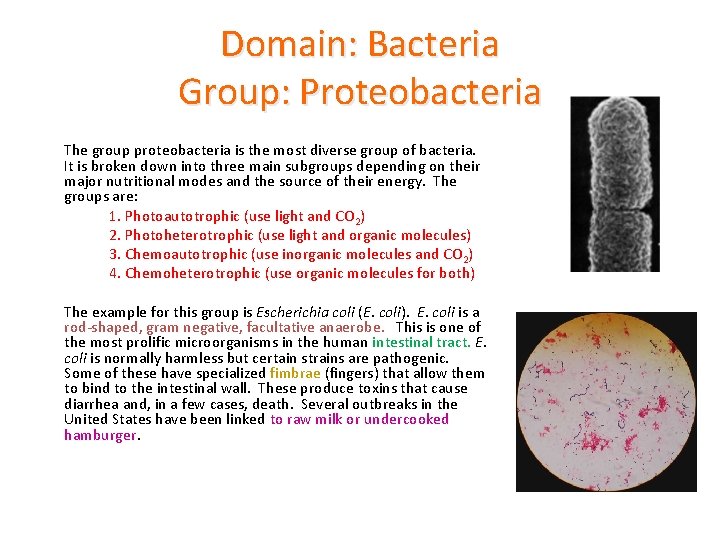Domain: Bacteria Group: Proteobacteria The group proteobacteria is the most diverse group of bacteria.