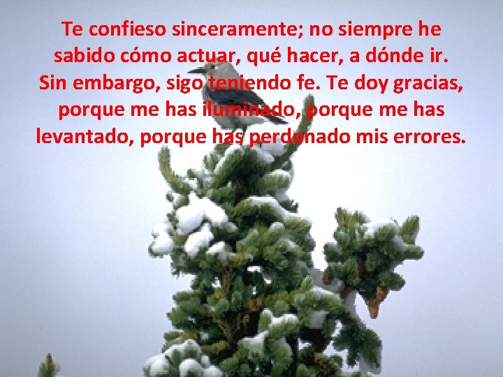 Te confieso sinceramente; no siempre he sabido cómo actuar, qué hacer, a dónde ir.