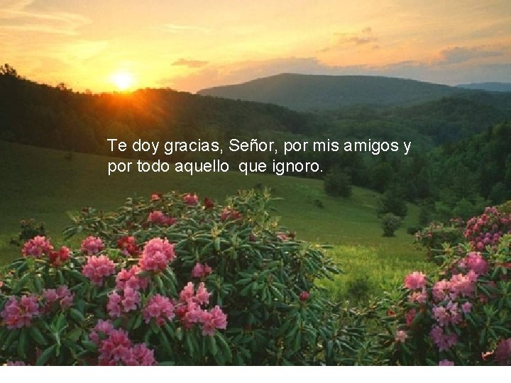 Te doy gracias, Señor, por mis amigos y por todo aquello que ignoro. 