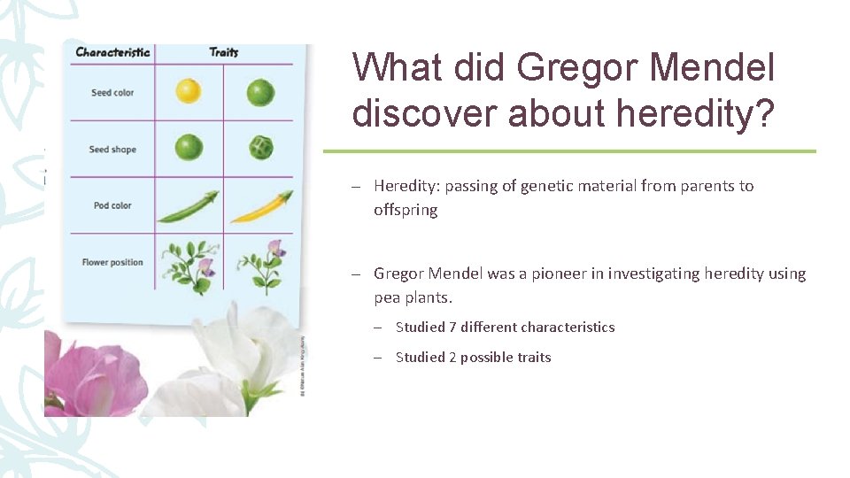 What did Gregor Mendel discover about heredity? – Heredity: passing of genetic material from What did Gregor Mendel discover about heredity? – Heredity: passing of genetic material from