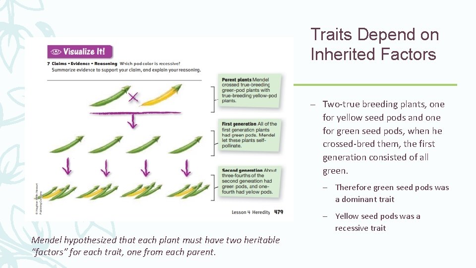 Traits Depend on Inherited Factors – Two-true breeding plants, one for yellow seed pods Traits Depend on Inherited Factors – Two-true breeding plants, one for yellow seed pods