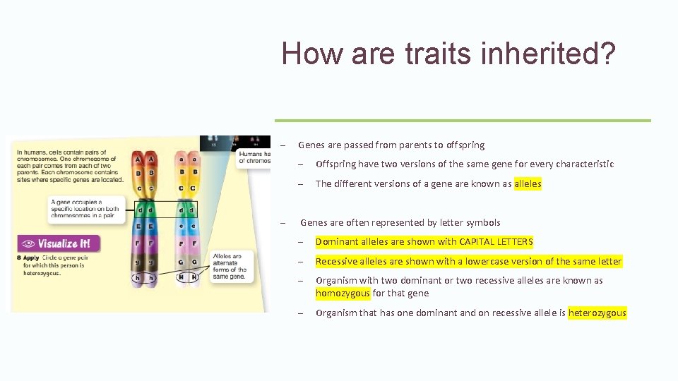 How are traits inherited? – – Genes are passed from parents to offspring – How are traits inherited? – – Genes are passed from parents to offspring –