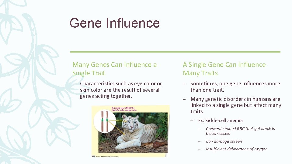 Gene Influence Many Genes Can Influence a Single Trait A Single Gene Can Influence Gene Influence Many Genes Can Influence a Single Trait A Single Gene Can Influence