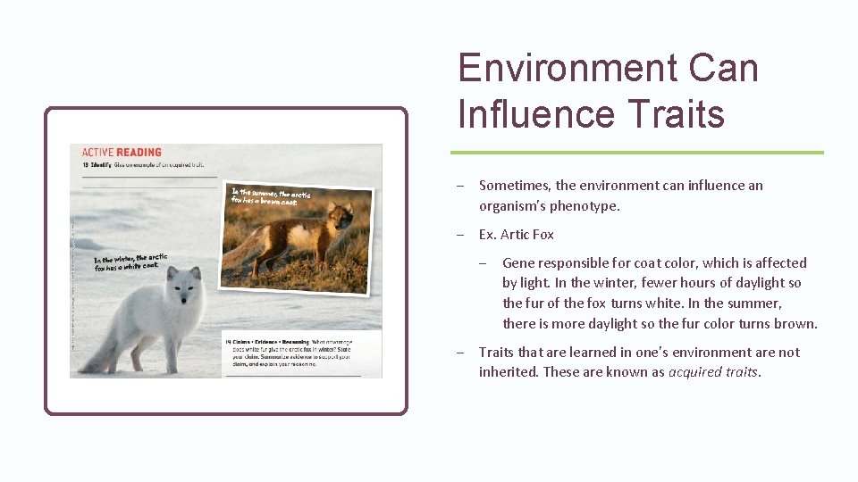 Environment Can Influence Traits – Sometimes, the environment can influence an organism's phenotype. – Environment Can Influence Traits – Sometimes, the environment can influence an organism's phenotype. –