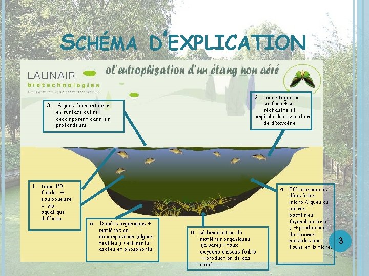 SCHÉMA D’EXPLICATION 3. Algues filamenteuses en surface qui se décomposent dans les profondeurs. 1.