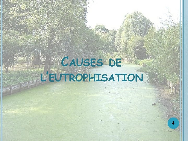 CAUSES DE L’EUTROPHISATION 4 