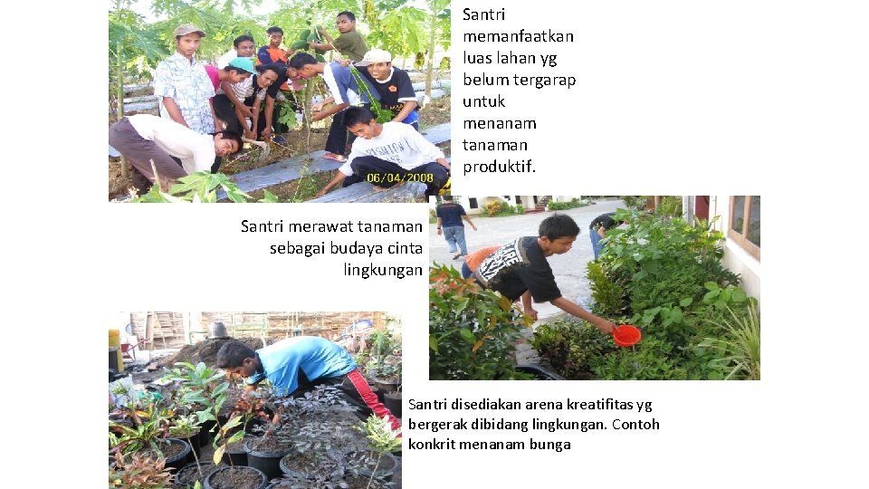 Santri memanfaatkan luas lahan yg belum tergarap untuk menanam tanaman produktif. Santri merawat tanaman