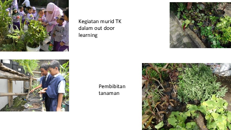 Kegiatan murid TK dalam out door learning Pembibitan tanaman 