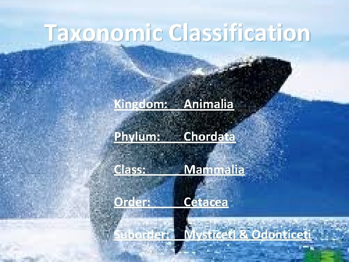 Taxonomic Classification Kingdom: Animalia Phylum: Chordata Class: Mammalia Order: Cetacea Suborder: Mysticeti & Odonticeti