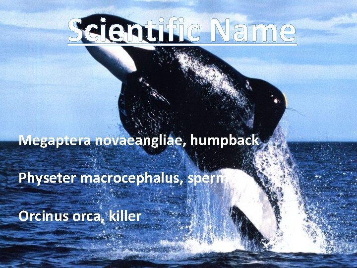 Scientific Name Megaptera novaeangliae, humpback Physeter macrocephalus, sperm Orcinus orca, killer 