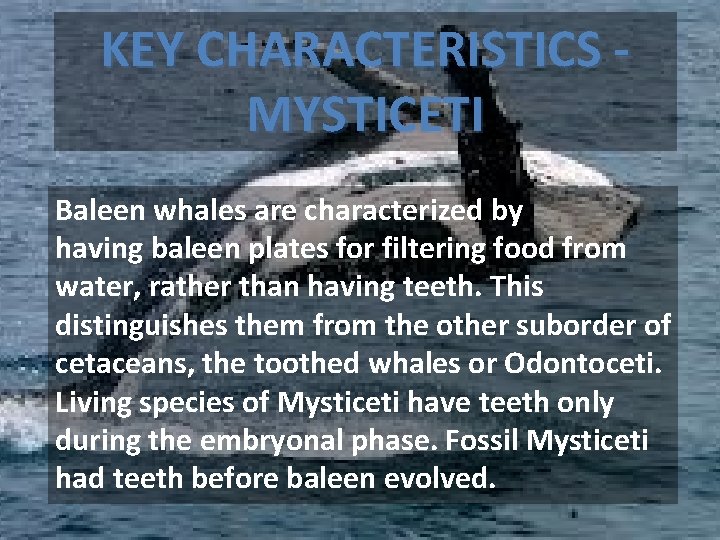 KEY CHARACTERISTICS - MYSTICETI Baleen whales are characterized by having baleen plates for filtering