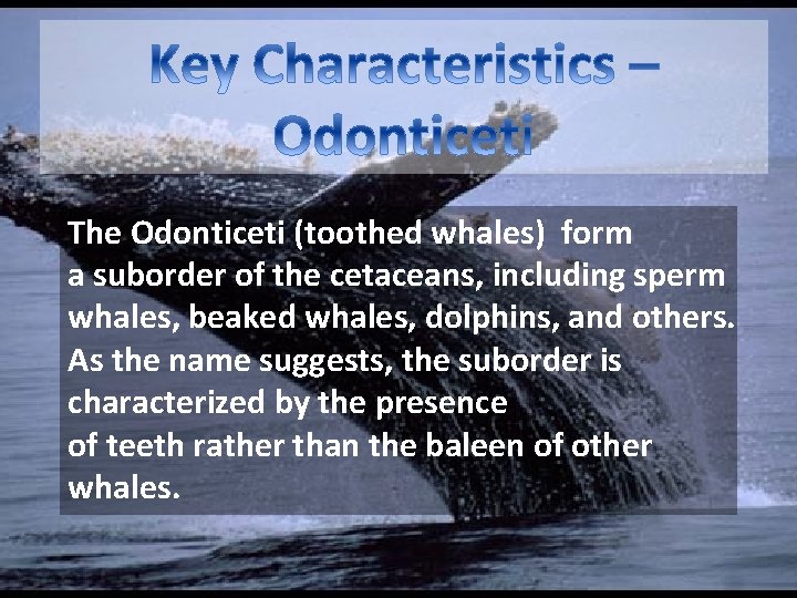 The Odonticeti (toothed whales) form a suborder of the cetaceans, including sperm whales, beaked