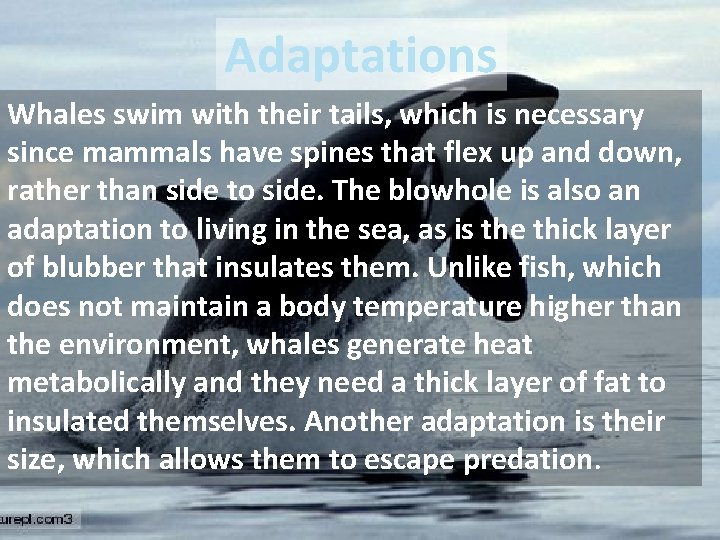 Adaptations Whales swim with their tails, which is necessary since mammals have spines that