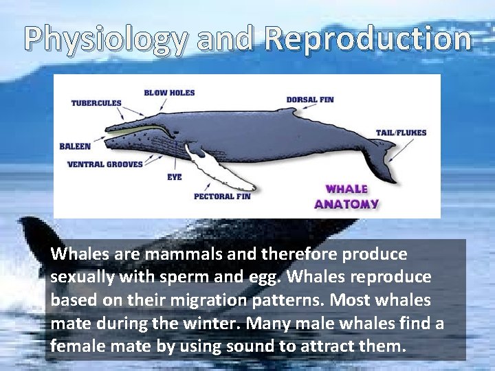 Physiology and Reproduction Whales are mammals and therefore produce sexually with sperm and egg.