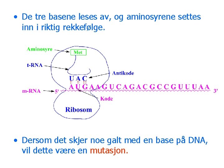  • De tre basene leses av, og aminosyrene settes inn i riktig rekkefølge.