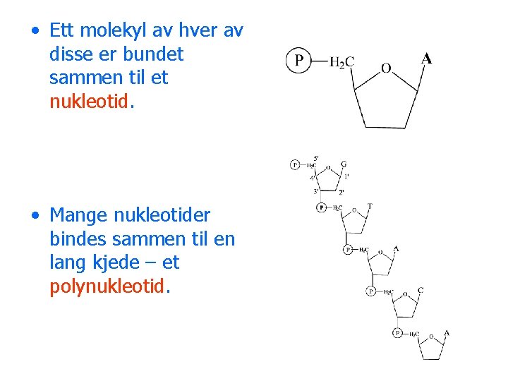  • Ett molekyl av hver av disse er bundet sammen til et nukleotid.