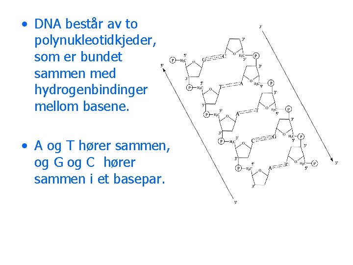  • DNA består av to polynukleotidkjeder, som er bundet sammen med hydrogenbindinger mellom