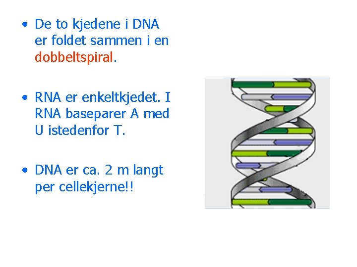  • De to kjedene i DNA er foldet sammen i en dobbeltspiral. •