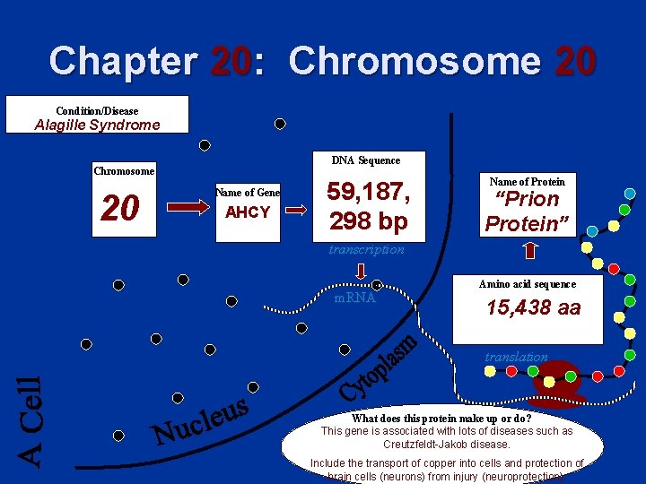 Chapter 20: Chromosome 20 Condition/Disease Alagille Syndrome DNA Sequence Chromosome 20 Name of Gene Chapter 20: Chromosome 20 Condition/Disease Alagille Syndrome DNA Sequence Chromosome 20 Name of Gene