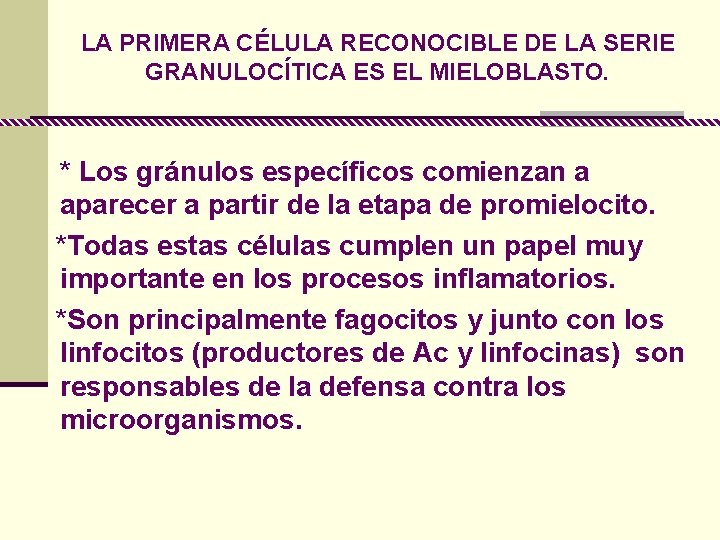 LA PRIMERA CÉLULA RECONOCIBLE DE LA SERIE GRANULOCÍTICA ES EL MIELOBLASTO. * Los gránulos