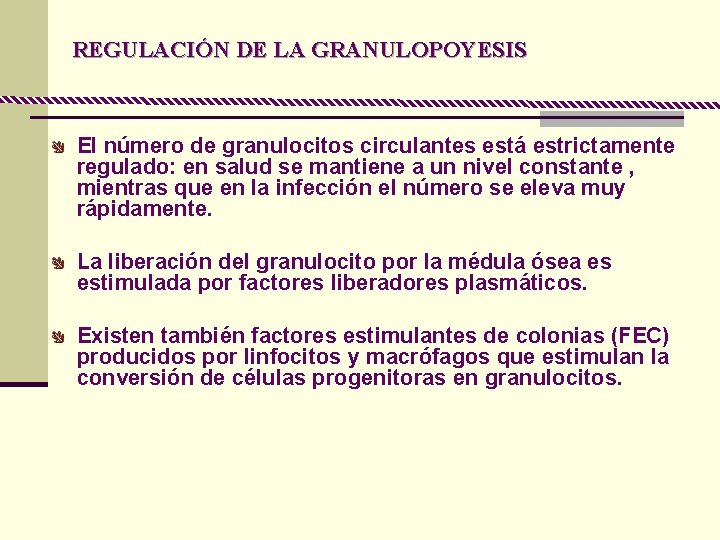 REGULACIÓN DE LA GRANULOPOYESIS El número de granulocitos circulantes está estrictamente regulado: en salud