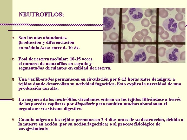 NEUTRÓFILOS: Son los más abundantes. producción y diferenciación en médula ósea: entre 6 -