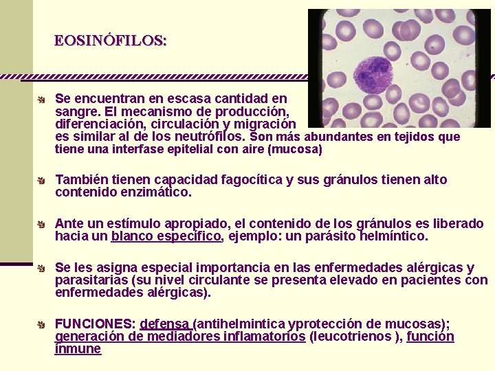 EOSINÓFILOS: Se encuentran en escasa cantidad en sangre. El mecanismo de producción, diferenciación, circulación