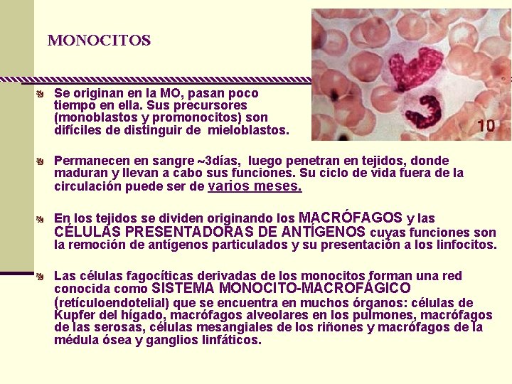 MONOCITOS Se originan en la MO, pasan poco tiempo en ella. Sus precursores (monoblastos