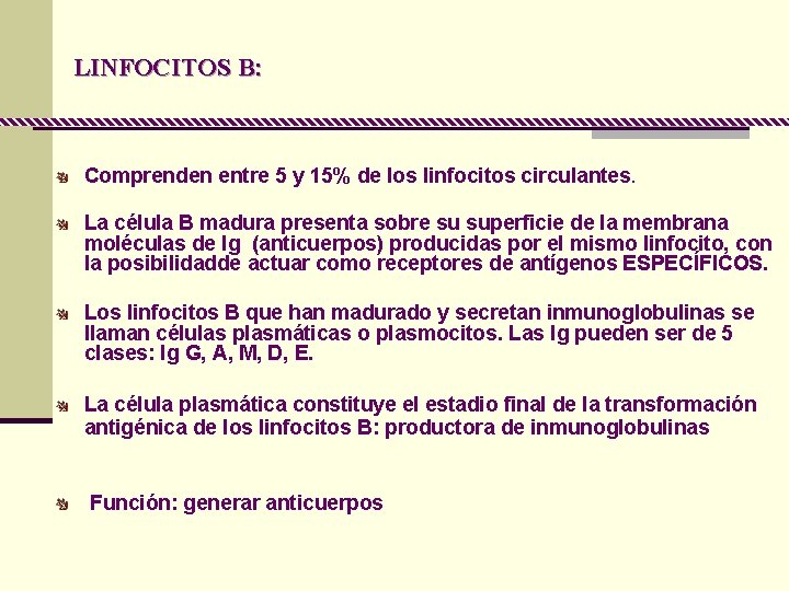 LINFOCITOS B: Comprenden entre 5 y 15% de los linfocitos circulantes. La célula B