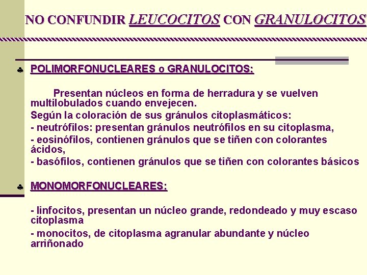 NO CONFUNDIR LEUCOCITOS CON GRANULOCITOS § POLIMORFONUCLEARES o GRANULOCITOS: Presentan núcleos en forma de