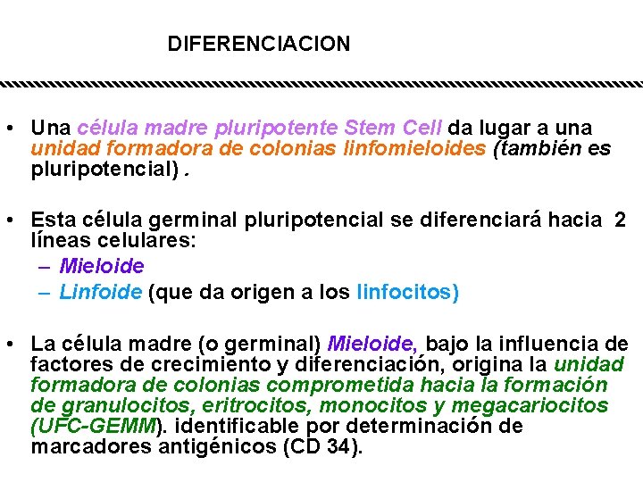 DIFERENCIACION • Una célula madre pluripotente Stem Cell da lugar a unidad formadora de