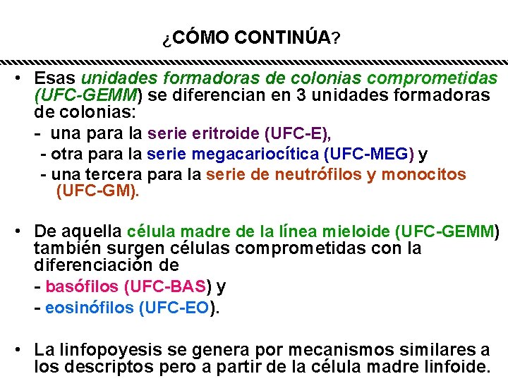 ¿CÓMO CONTINÚA? • Esas unidades formadoras de colonias comprometidas (UFC-GEMM) se diferencian en 3