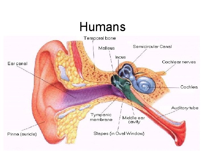 Humans • http: //www. infj. ulst. ac. uk/~pnic/Human. E ar/Andy's%20 Stuff/MSc. Project/workingc ode_Local/humanear. jpg