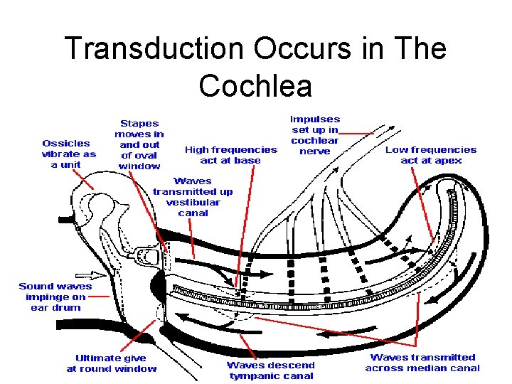 Transduction Occurs in The Cochlea 