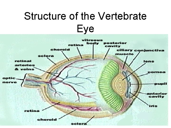 Structure of the Vertebrate Eye 