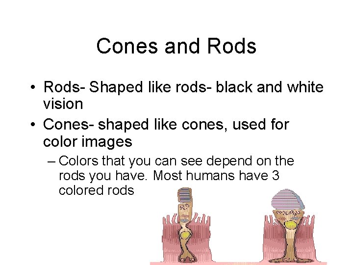 Cones and Rods • Rods- Shaped like rods- black and white vision • Cones-